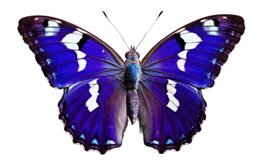 Purple Emperor Butterfly Regal Forest Dweller Isolated on a Transparent Background PNG.