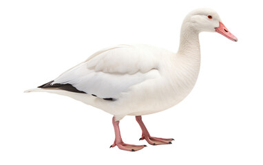 Snow Goose Bird Arctic Migrator Isolated on a Transparent Background PNG.