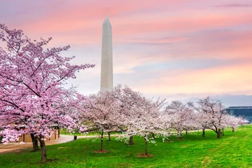 Fototapete Hell-pink Washington DC in Spring Season