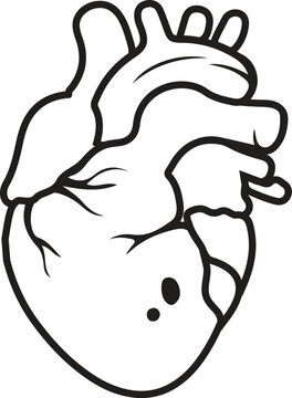 Human heart anatomically correct hand drawn line art and dotwork. Flash tattoo or print design.