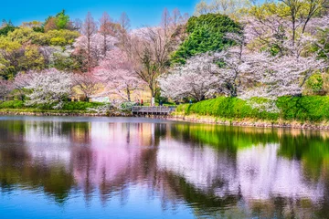Poster Im Rahmen 桜の名所　神奈川県立三ツ池公園の春景色【神奈川県・横浜市】　 A famous place for cherry blossoms. Spring scenery in Mitsuike Park - Kanagawa, Japan © Naokita