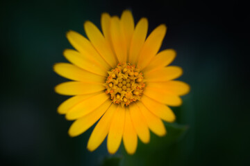 Marigold in Spring: Blossom Detail Top View - Highlighted Beauty with Open Flower