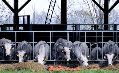 Gascoine cows on an ecological farm in Flevoland ||| Gascoine koeien op een ecologische boerderij in Flevoland - obrazy, fototapety, plakaty