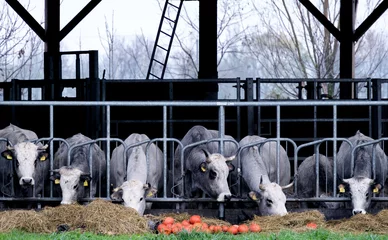 Tapeten Gascoine cows on an ecological farm in Flevoland     Gascoine koeien op een ecologische boerderij in Flevoland © Holland-PhotostockNL