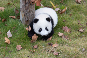 Little baby panda crawling on the green yard, Chengdu Panda Base