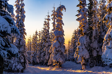 Winter wonderland scenery on the “Kahler Asten“ near Winterberg Sauerland Germany. Snow covered icy pine trees with low sun before sunset. Colorful christmas atmosphere on a frosty December evening. - obrazy, fototapety, plakaty