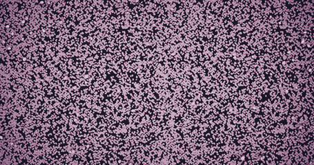 Cherry blossom petals fill up river water surface. Season of cherry blossoms fall. 3D rendering.