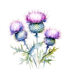 watercolor thistle illustration on a white background.