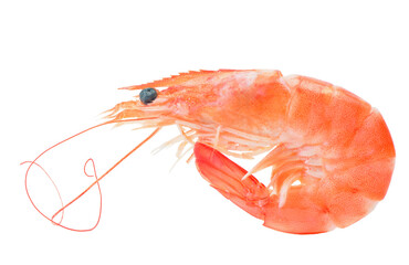 Shrimp isolated