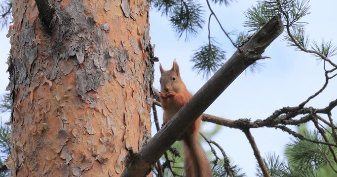 Squirrel eating pine cone on branch in tree