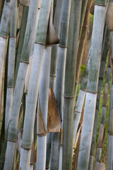 Close up Green Bamboo grove