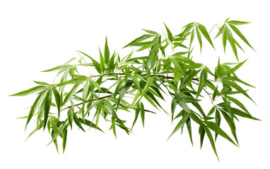 Delicate Bamboo On Transparent Background