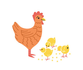 Cute farm animal. Poster with mother chicken and little yellow chicks. Agricultural bird or poultry. Hen lays eggs. Farming in village. Cartoon flat vector illustration isolated on white background