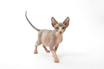 Sphinx Cat  