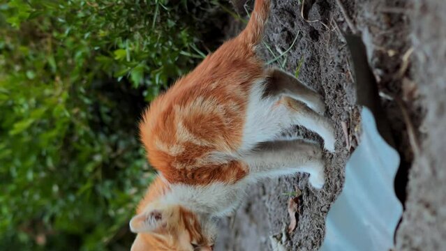 Little ginger kitten pees and poops. Cat buries poop with its paws. Teaching small cats pets to walk pooping vertical