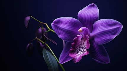 Pink botany purple flowers blooming plant petal beauty nature orchid blossom - Powered by Adobe