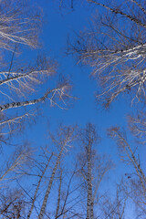 High bare winter or spring birch trees against blue sky background. Bottom view to birch tops.