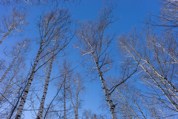 Bottom view to high bare winter or spring birch trees forest. Bright blue sky as background.
