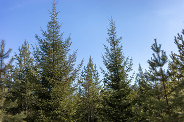 Coniferous forest of fir and pine trees close up. Blue sky as background. Wood landscape.