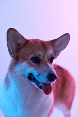 Pembroke Welsh Corgi portrait isolated on white studio background with copy space, purebred dog