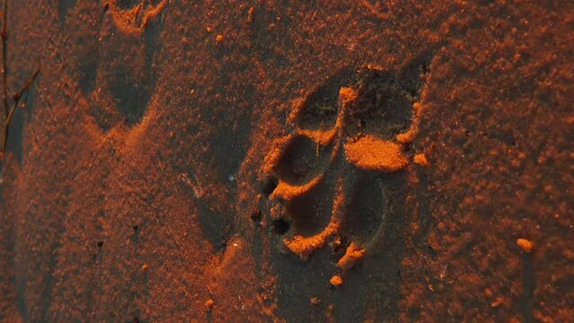 Animal footprint in sand close-up. Footprint of a large dog on the seashore vertical