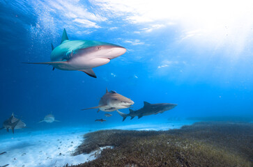 Caribbean reef shark and Lemon shark in crastal clean water.