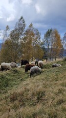 Obraz premium flock of sheep in the mountains