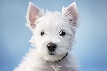 portrait of a white dog