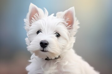 portrait of a white dog