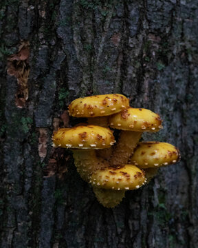 Group of five sharp-scaly pholiota mushrooms  growing on tree trunk