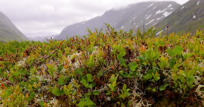 Arctic Tundra. Beautiful Nature Norway natural landscape.