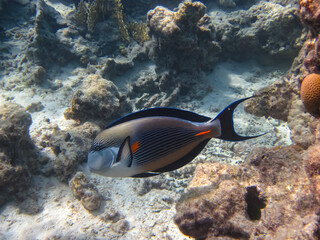 Fototapeta na wymiar Acanthurus sohal in an expanse of coral reef of the Red Sea