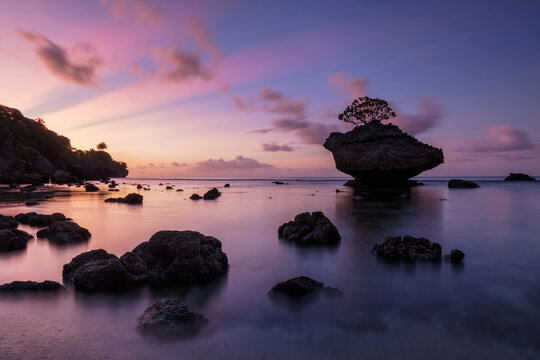 Tree on the rock at pink sunset on Christmas Island, Australia