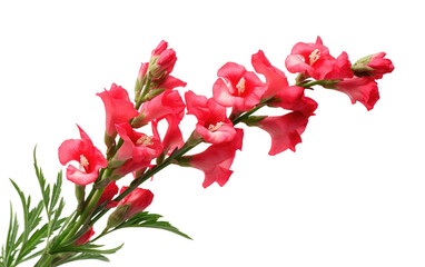 Snapdragon Charm On Isolated Background