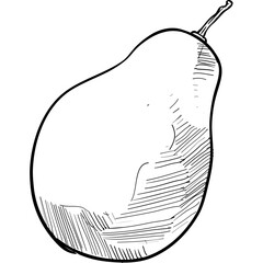 pears handdrawn illustration