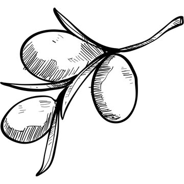 zaitun handdrawn illustration