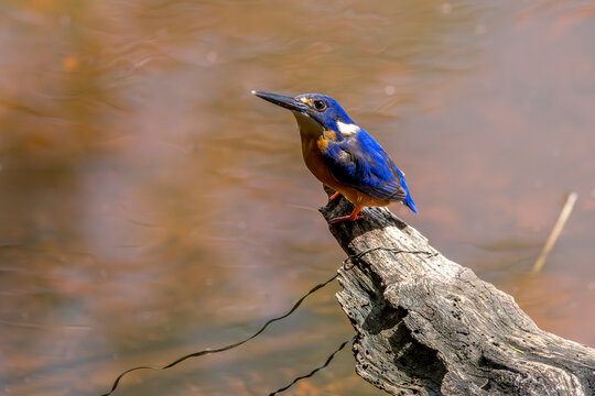 Martin p&ecirc;cheur &agrave; dos bleu (Azure kingfisher), Burrill lake, Australia