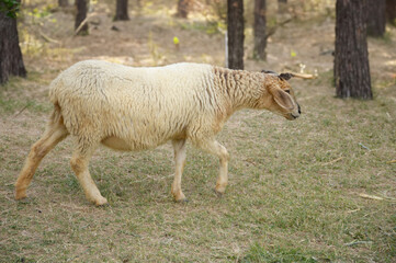 sheep in a pasture in the forest