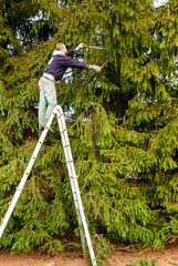 Gardener cutting the branches of a tall pine tree with cutter trimming in the garden. © EleSi