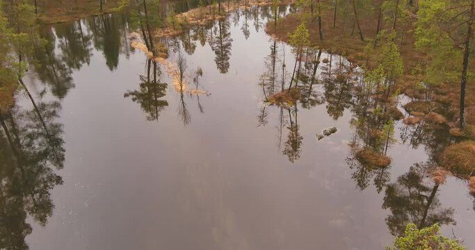 Aerial landscape view of lake and trees reflecting on water surface in forest in cloudy spring weather.