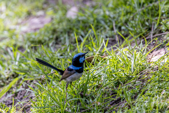 superb fairy wren in the grass, Ulladulla, Australia
