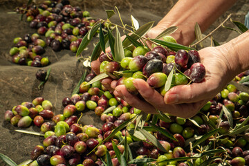 Olive harvesting in the olive fields of Andalusia
