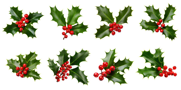 Collection of Holly Leaves and Berries Isolated on Transparent Background, Floral Christmas Decoration
