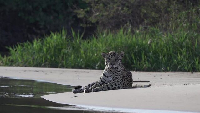 injured male Jaguar, Panthera onca, a big solitary cat native to the Americas, lying on a river bank of the Pantanl, the biggest swamp area of the world, near the Transpantaneira, Porto Jofre Brazil.