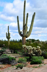 Old Saguaro Cactus Sonora desert Arizona