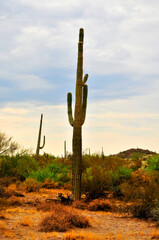 Old Saguaro Cactus Sonora desert Arizona