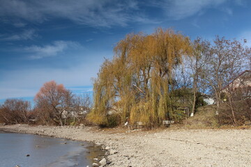 A dirt road with trees on either side of it