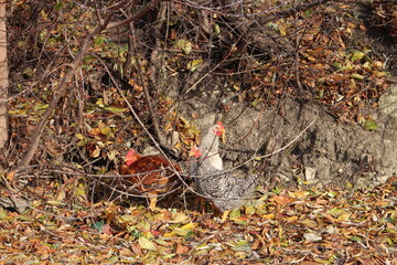 A chicken in the woods