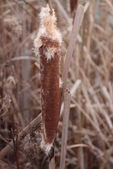 A cactus plant with brown and white fur
