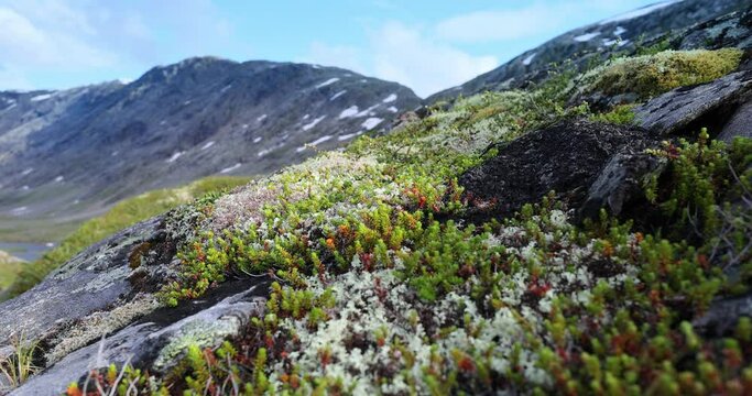 Arctic Tundra. Beautiful Nature Norway natural landscape.